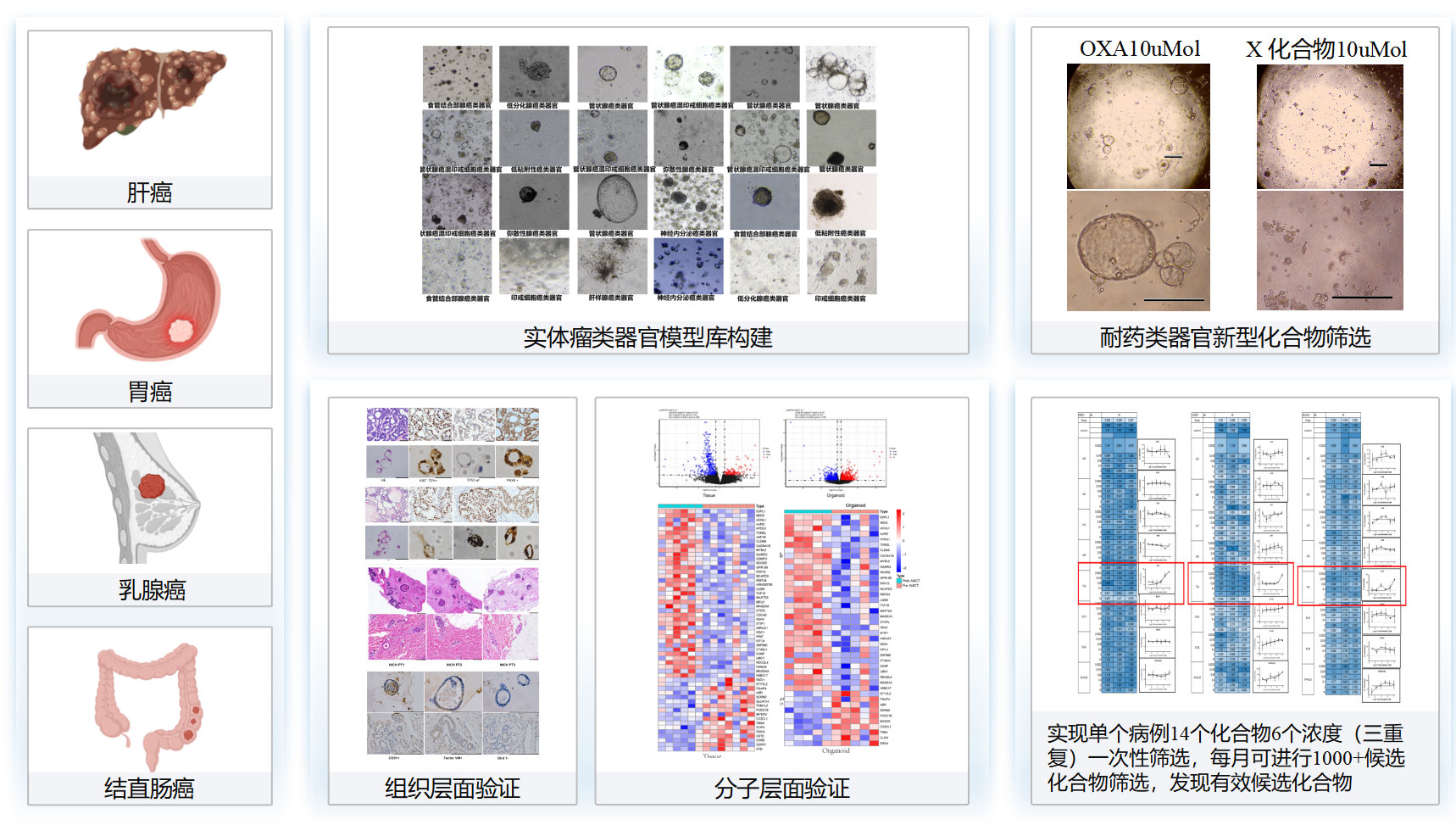 类器官药物筛选平台
