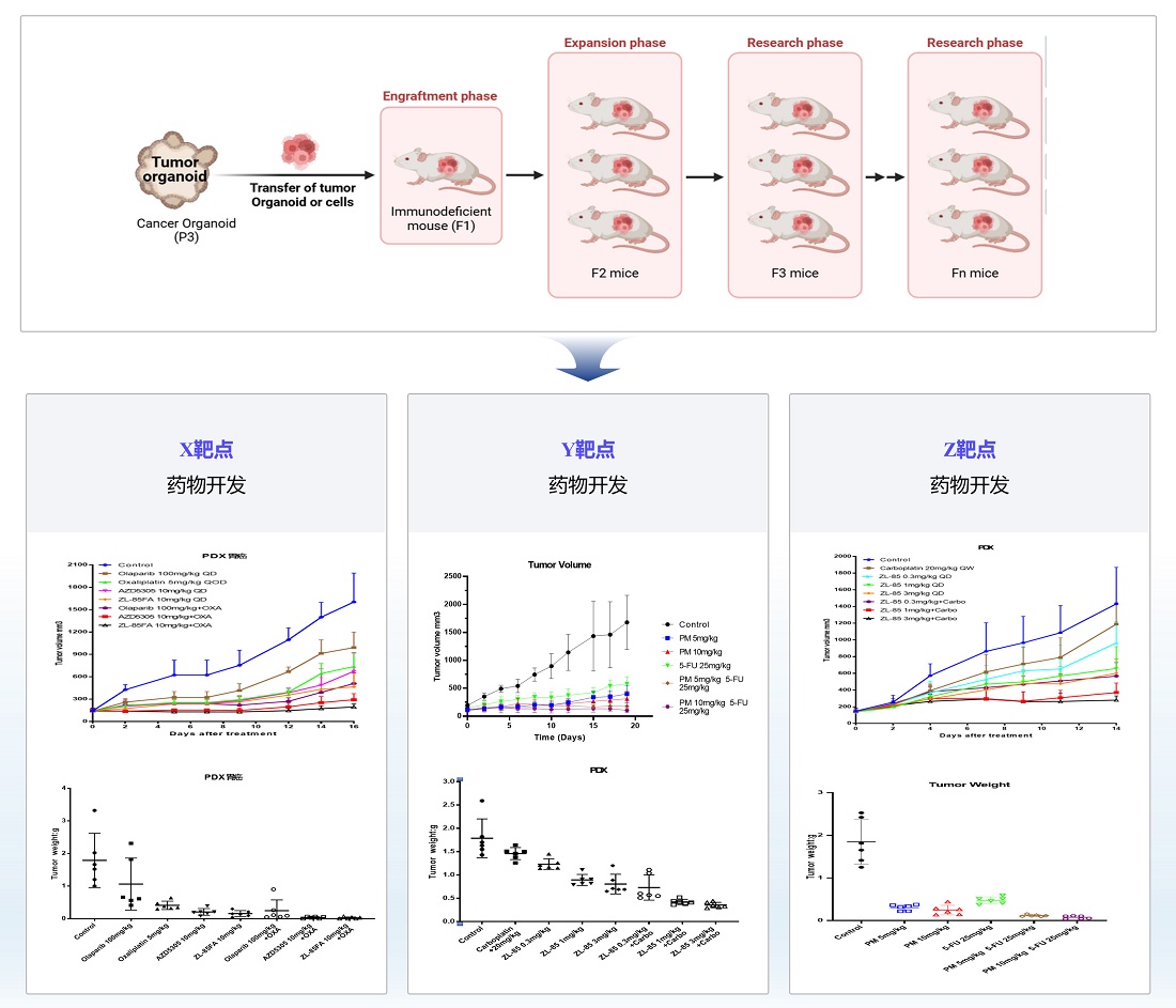 PDOX体内药效评价平台